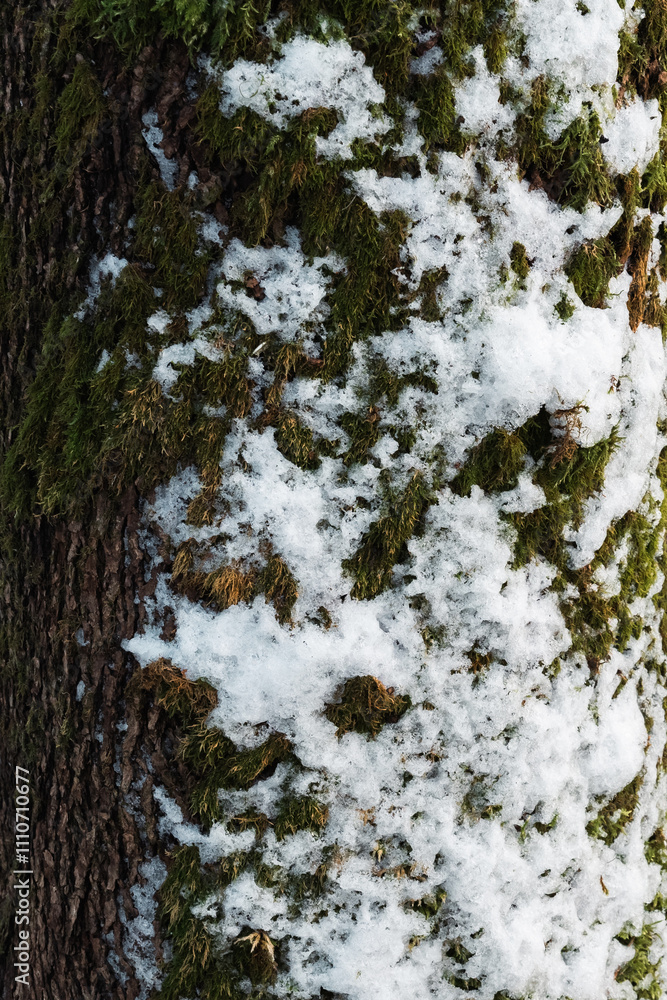 Detailed view of a tree in winter, showcasing the texture of moss and snow on its surface. Detailed view of a tree in winter, showcasing the texture of moss and snow on its surface.