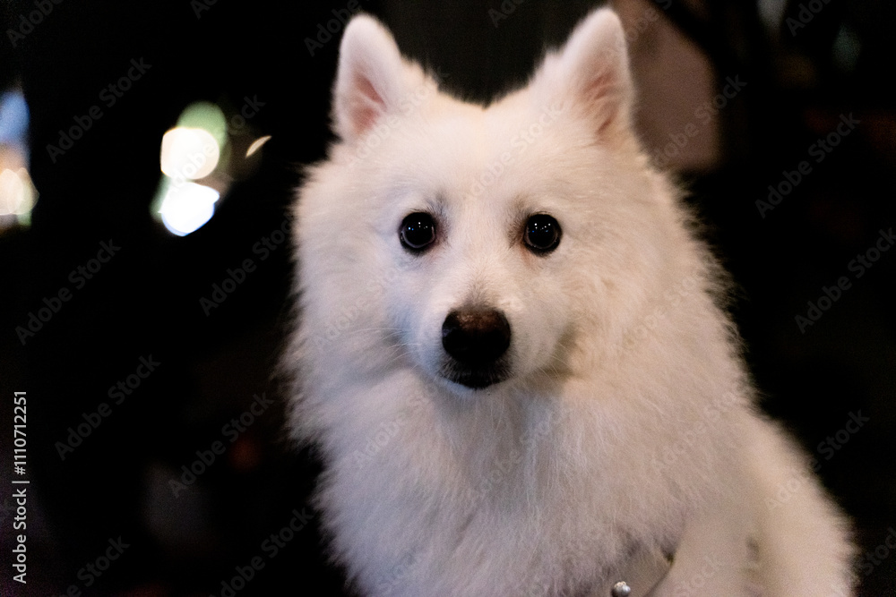 Fototapeta premium a joyful Silver Fox dog is happily walking under the moonlight, with its striking silvery fur glowing in the night. The dog, full of energy and curiosity, enjoys a peaceful stroll in the outdoors