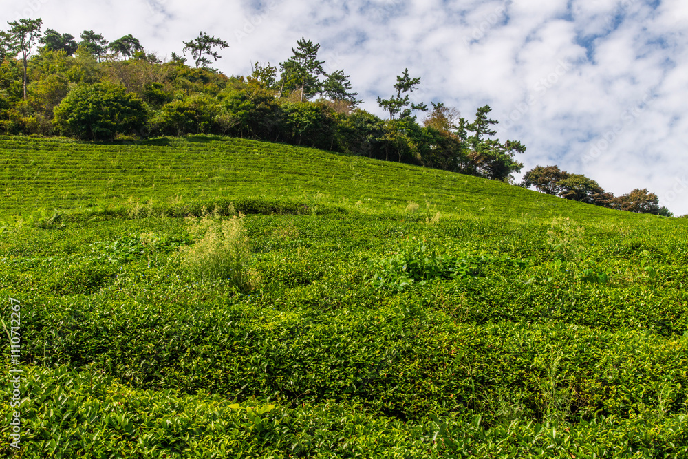 low-angle view of the green tea farm on the mountain low-angle view of the green tea farm on the mountain