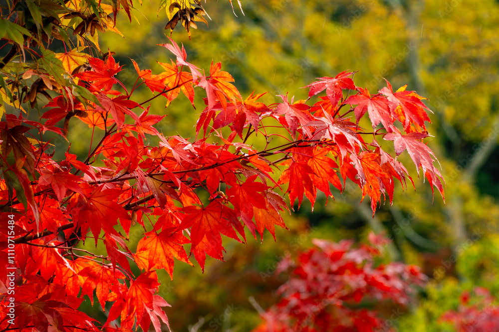 Red maple leaves in autumn in momiji season of Japan Red maple leaves in autumn in momiji season of Japan