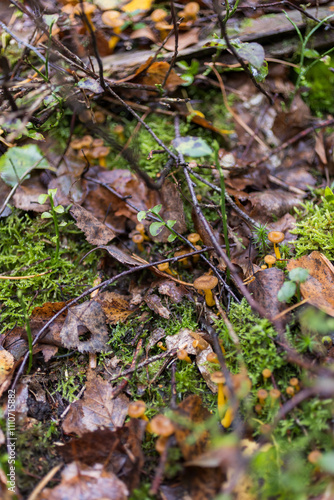 Chanterelles en tube champignons frais dans la forêt 