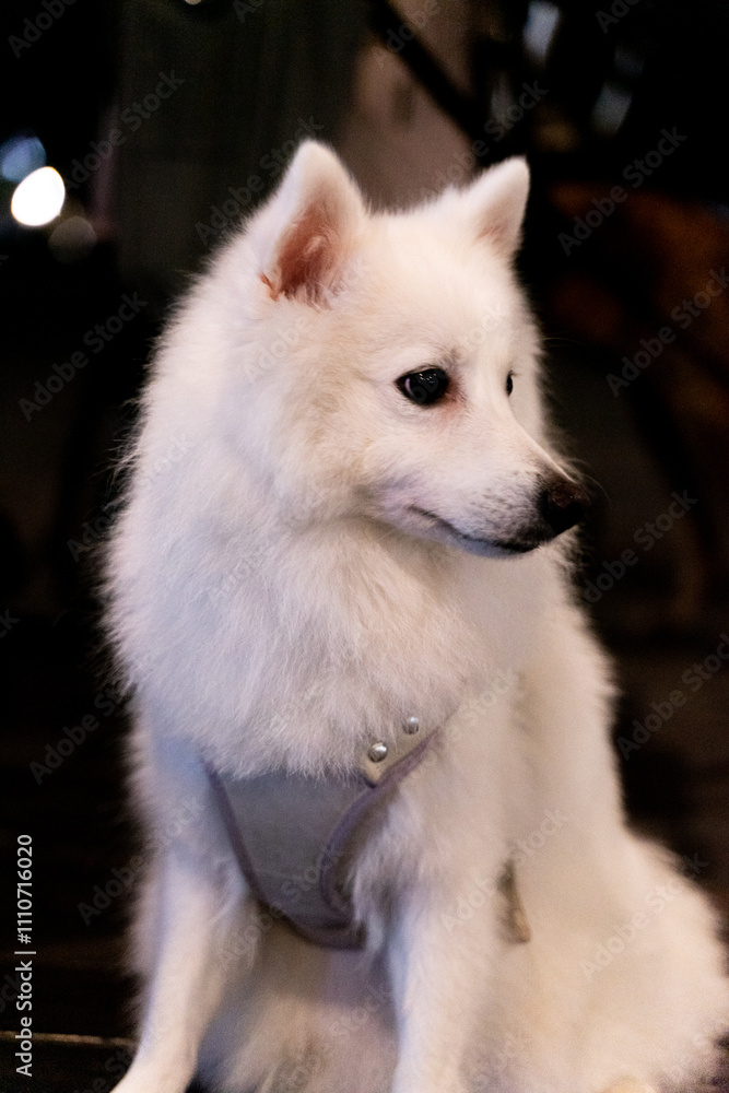 Fototapeta premium a joyful Silver Fox dog is happily walking under the moonlight, with its striking silvery fur glowing in the night. The dog, full of energy and curiosity, enjoys a peaceful stroll in the outdoors