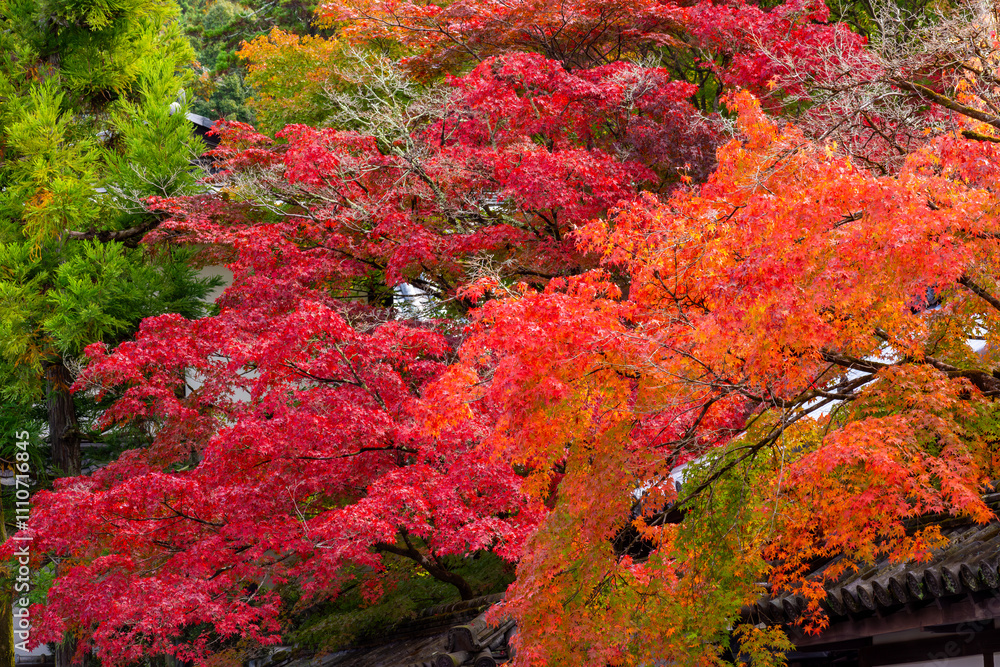 Autumn foliage in gardens of Nanzen-ji temple, Kyoto, Japan Autumn foliage in gardens of Nanzen-ji temple, Kyoto, Japan