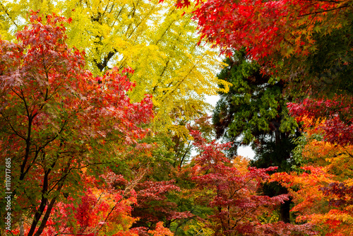 Autumn foliage in momiji season of Japan photo