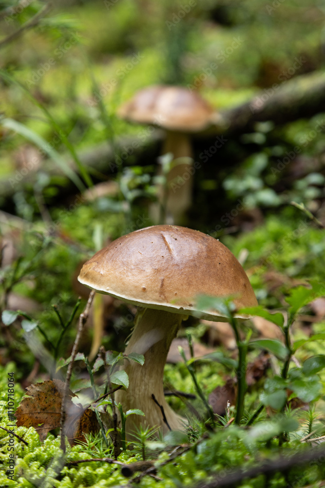 Cèpes de Bordeaux cueillette champignons d'automne dans les Vosges en forêt Cèpes de Bordeaux cueillette champignons d'automne dans les Vosges en forêt