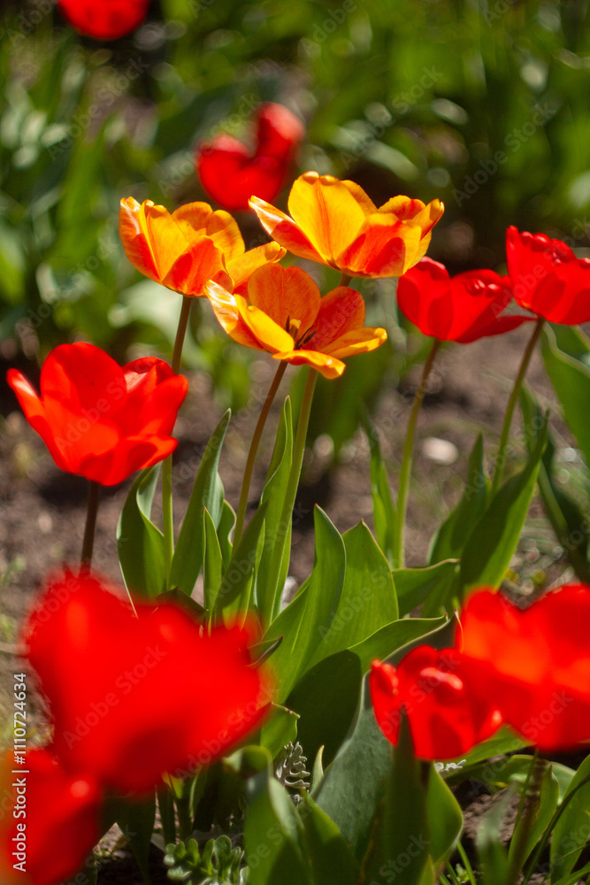 a group of red flowers with the word tulips on them. a group of red flowers with the word tulips on them.