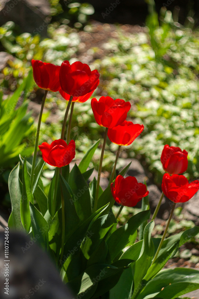 a group of red flowers with the word tulips on them. a group of red flowers with the word tulips on them.