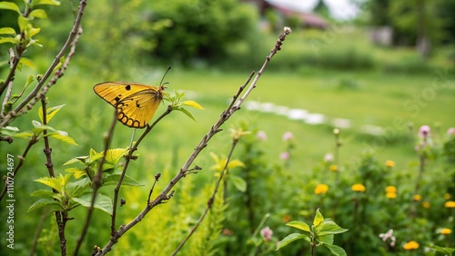 Colorful yellow butterfly perched on a thin twig in a lush green garden, flower, greenery, emerged yellow coster butterfly, mature chrysalis, twig photo