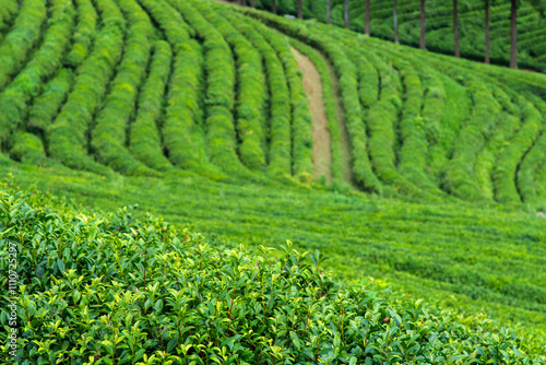 high-angle view of the green tea farm on the mountain