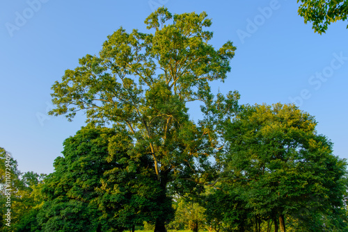 Wallpaper Mural 青空に映える大樹の風景

 Torontodigital.ca
