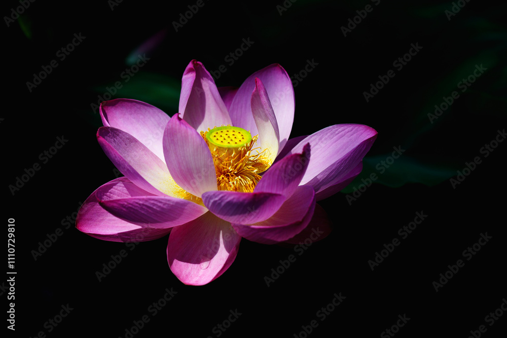 Chinese beauty: Pink lotus blooming in sunlight with green leaf Chinese beauty: Pink lotus blooming in sunlight with green leaf