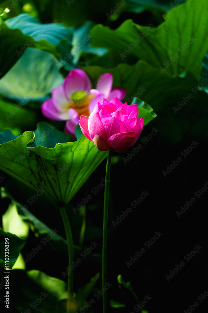 Chinese beauty: Pink lotus blooming in sunlight with green leaf Chinese beauty: Pink lotus blooming in sunlight with green leaf