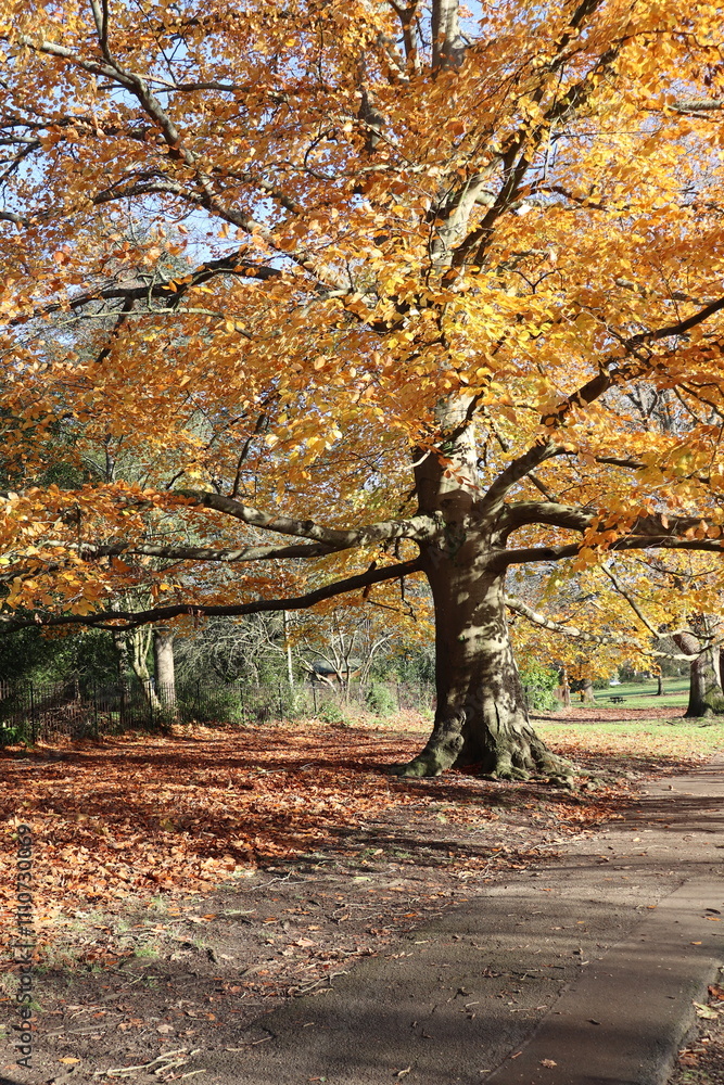 Naklejka premium autumn trees in the park