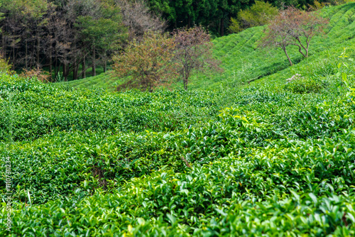 high-angle view of the green tea farm on the mountain