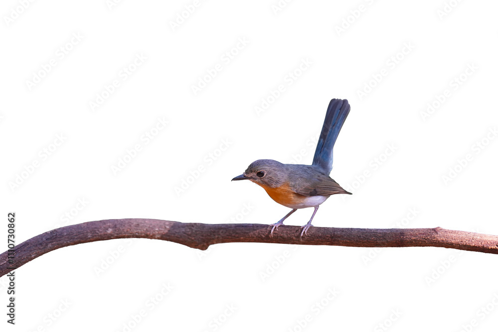 Fototapeta premium Indochinese Blue Flycatcher female isolated on white background. This has clipping path.