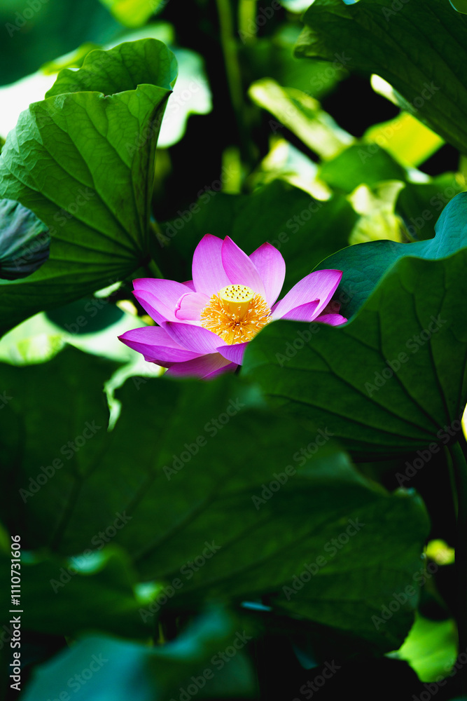 Chinese beauty: Pink lotus blooming in sunlight with green leaf Chinese beauty: Pink lotus blooming in sunlight with green leaf