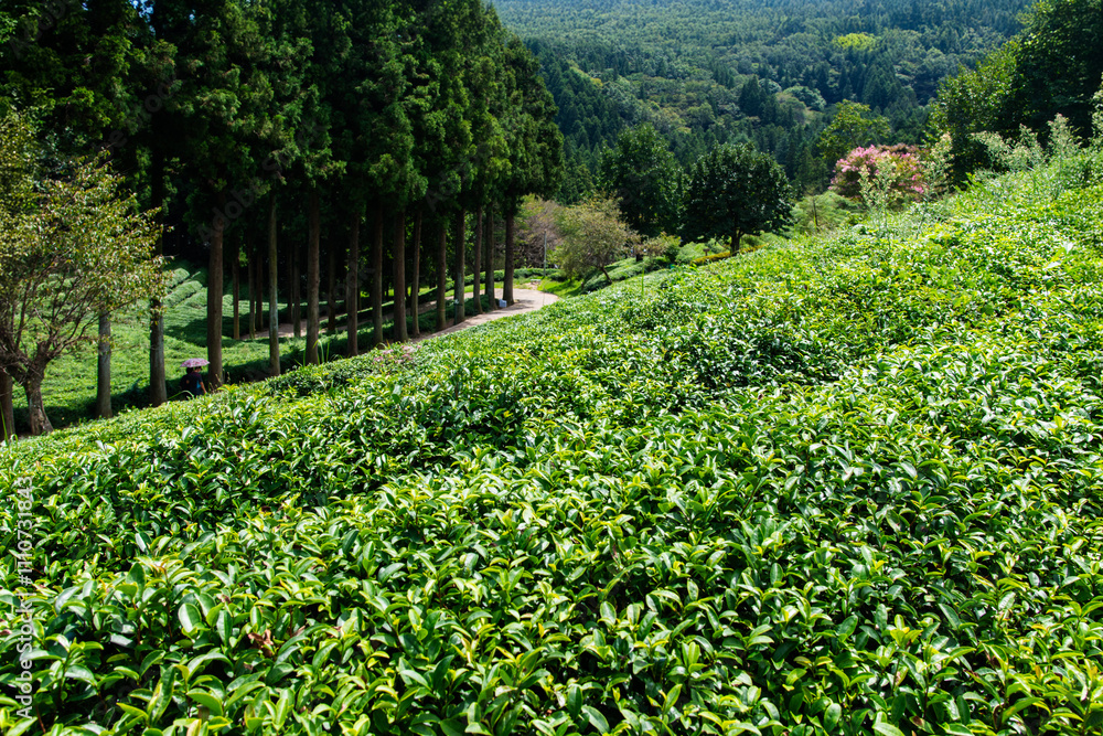 high-angle view of the green tea farm on the mountain high-angle view of the green tea farm on the mountain