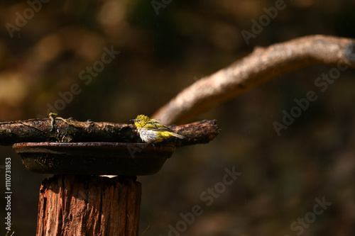 Cute indian white eye bird resting on branch and enjoying rain