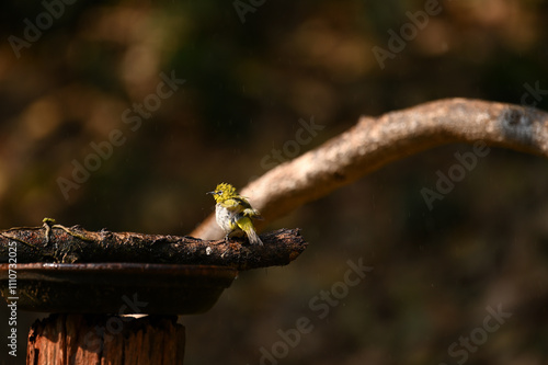 Cute indian white eye bird resting on branch and enjoying rain