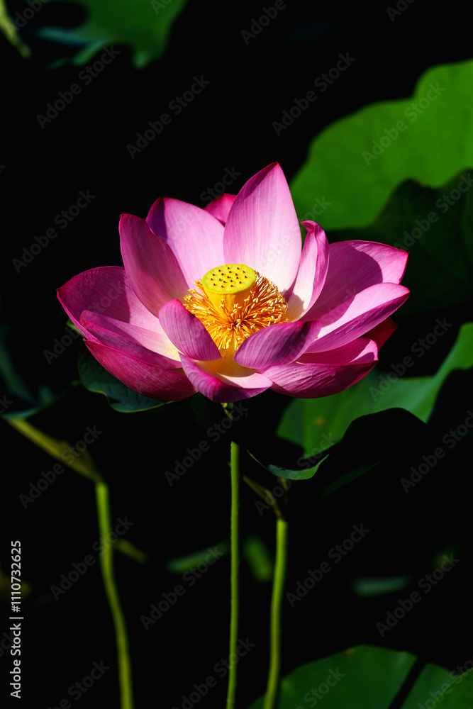 Obraz premium Chinese beauty: Pink lotus blooming in sunlight with green leaf