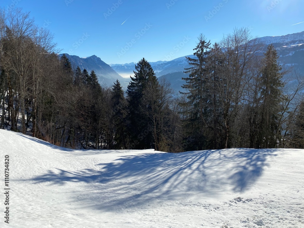 Picturesque canopies of alpine trees in a typical winter atmosphere over the Lake Walen or Lake Walenstadt (Walensee) and in the Swiss Alps, Walenstadtberg - Switzerland (Schweiz) Picturesque canopies of alpine trees in a typical winter atmosphere over the Lake Walen or Lake Walenstadt (Walensee) and in the Swiss Alps, Walenstadtberg - Switzerland (Schweiz)