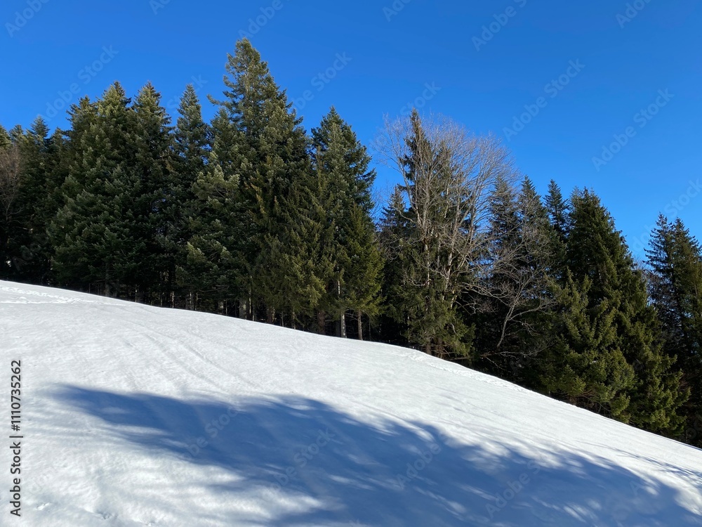 Picturesque canopies of alpine trees in a typical winter atmosphere over the Lake Walen or Lake Walenstadt (Walensee) and in the Swiss Alps, Walenstadtberg - Switzerland (Schweiz) Picturesque canopies of alpine trees in a typical winter atmosphere over the Lake Walen or Lake Walenstadt (Walensee) and in the Swiss Alps, Walenstadtberg - Switzerland (Schweiz)