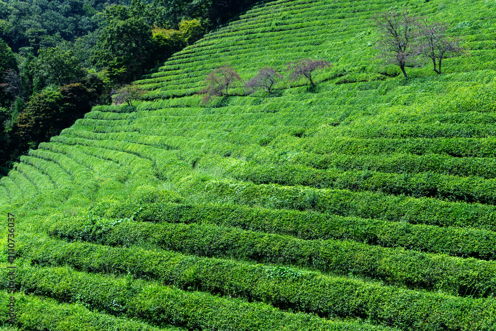 green tea farm and forest on the mountain green tea farm and forest on the mountain
