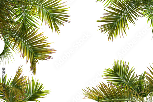 Green palm leaves frame on white background
