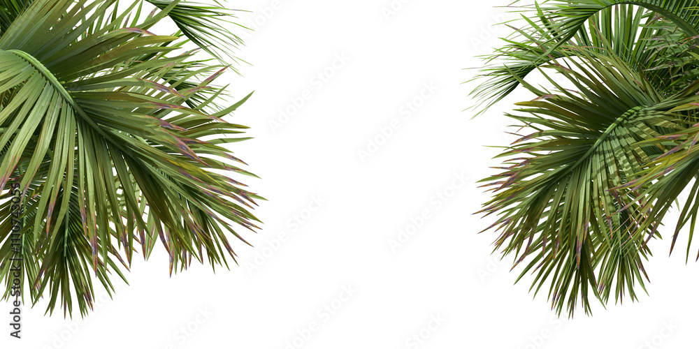Cut out green palm leaf isolated on white background Cut out green palm leaf isolated on white background