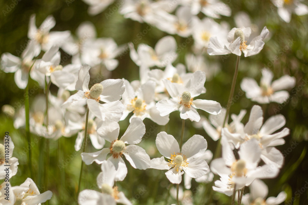 Beautiful Flowers Blooming in the Garden Beautiful Flowers Blooming in the Garden