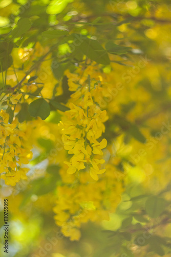 Beautiful Flowers Blooming in the Garden