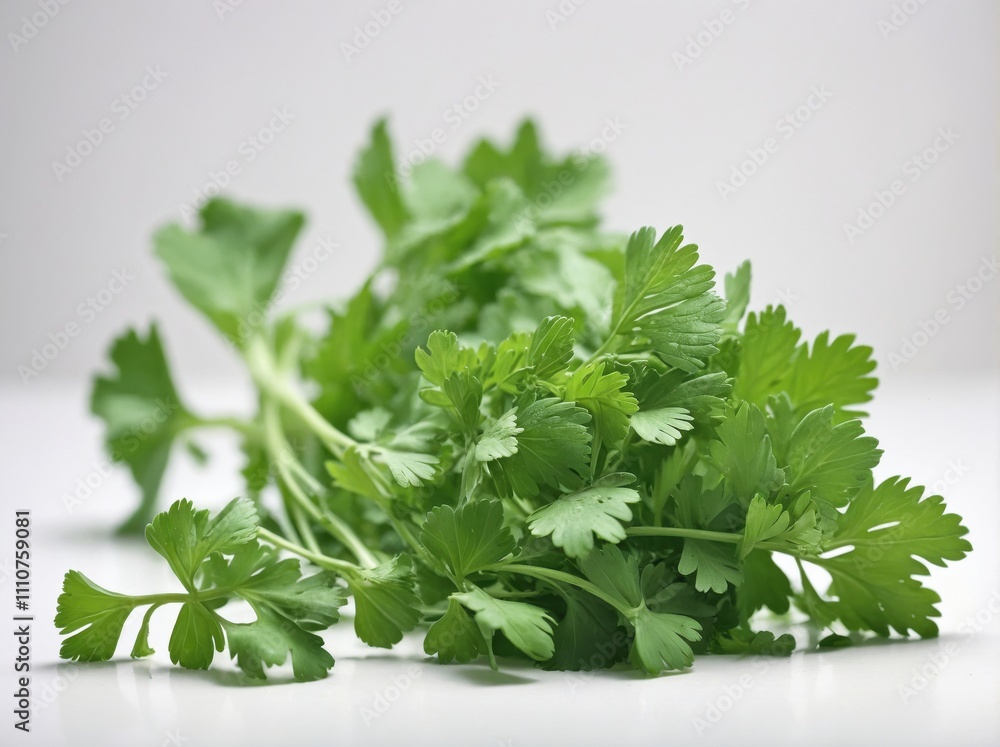 A small bunch of fresh coriander leaves with stems intact, placed centrally on a pure white background. A small bunch of fresh coriander leaves with stems intact, placed centrally on a pure white background.