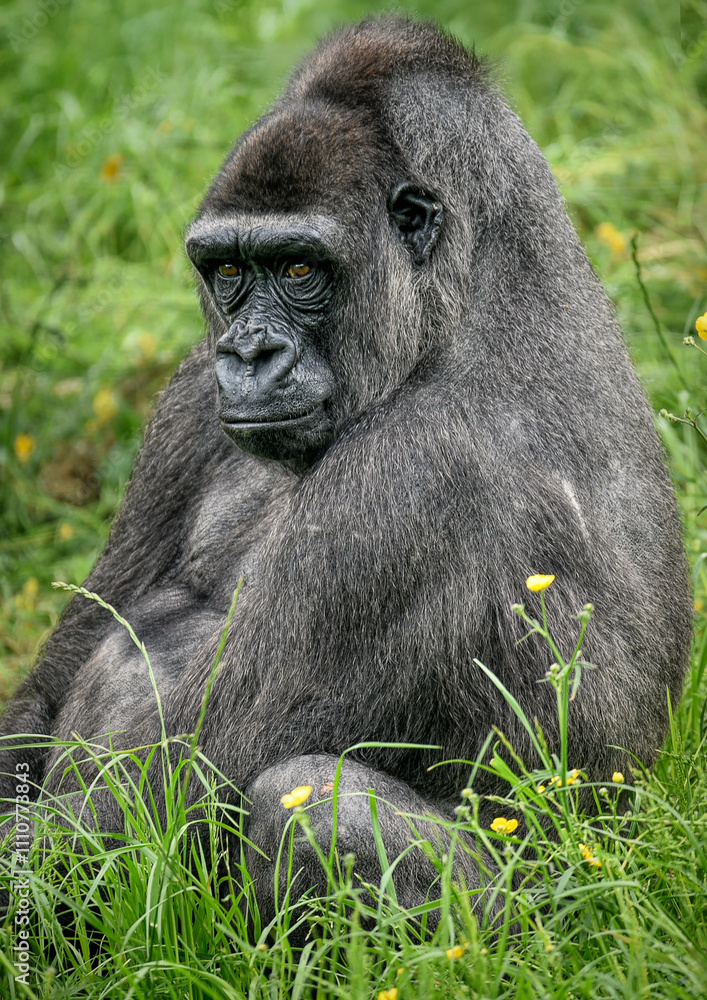 Obraz premium A close up of a Western Lowland Gorilla
