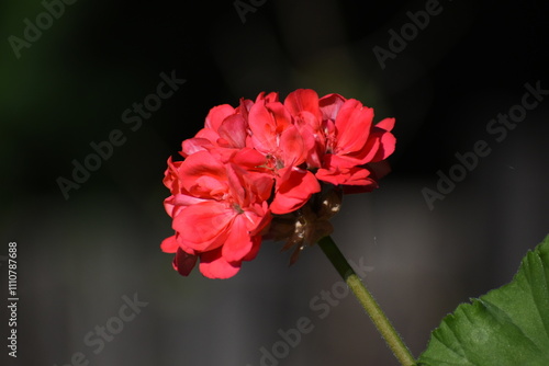 Red geranium