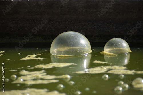 Interesting water bubbles on fish pond photo