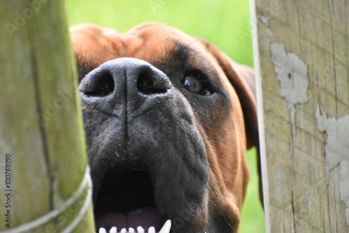 Very nosy boxer  photo