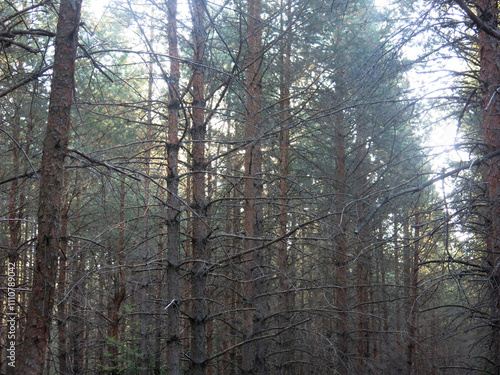 Pine forest in early autumn in Lopatinsky quarries, Moscow region photo