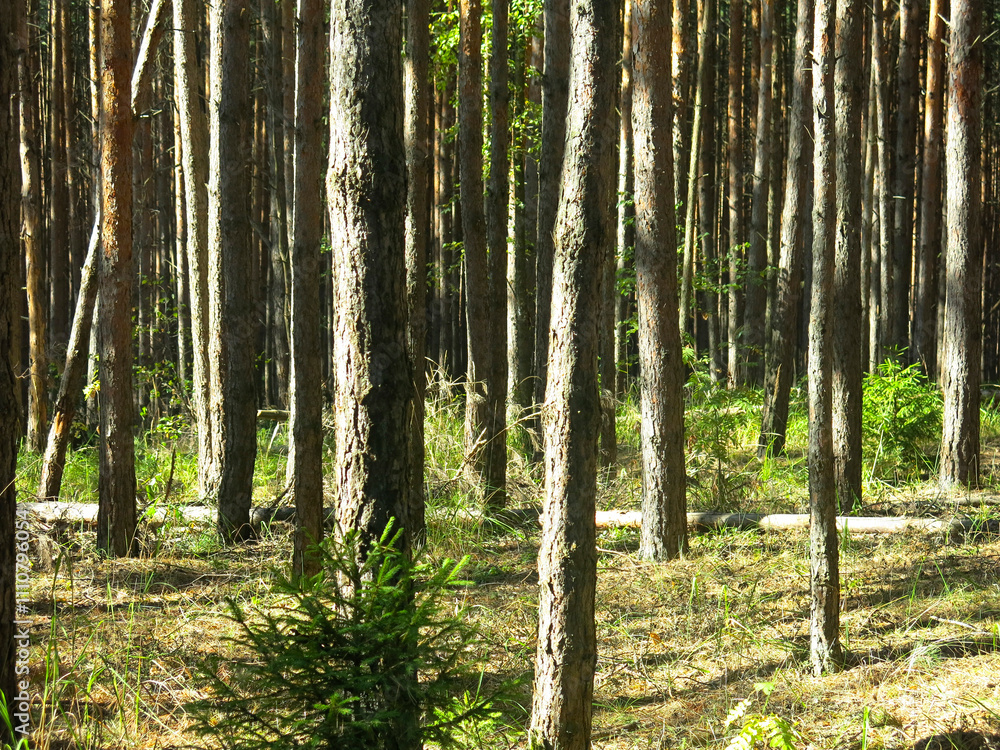 Obraz premium Pine forest in early autumn in Lopatinsky quarries, Moscow region