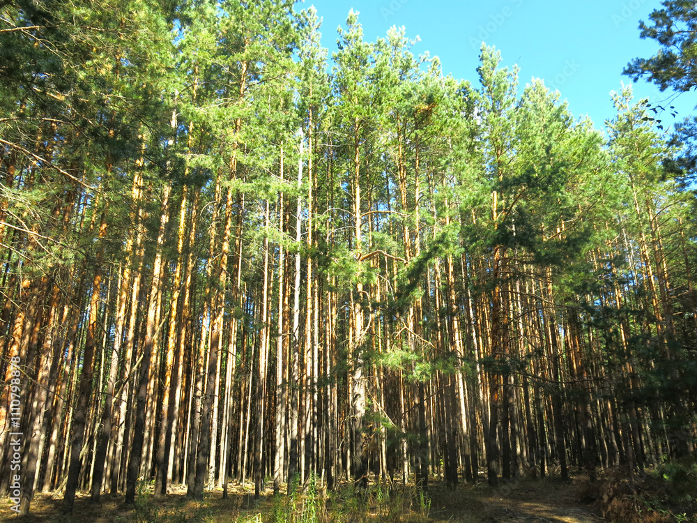 Pine forest in early autumn in Lopatinsky quarries, Moscow region Pine forest in early autumn in Lopatinsky quarries, Moscow region