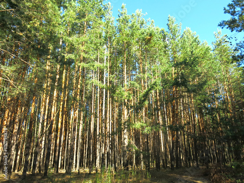 Pine forest in early autumn in Lopatinsky quarries, Moscow region photo