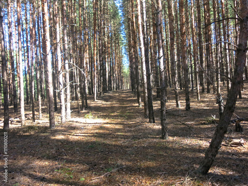 Pine forest in early autumn in Lopatinsky quarries, Moscow region photo