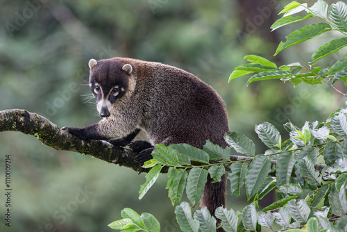 White-nosed Coati