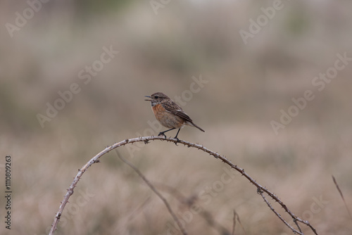 Female European Stonechat