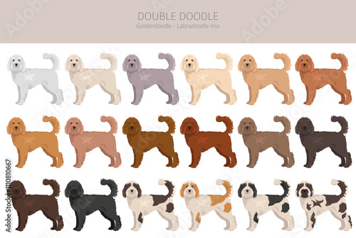 Double Doodle clipart. Labradoodle - Goldendoodle mix. Different coat colors set.  Vector illustration