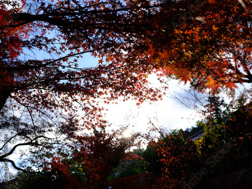 空に流れる紅葉