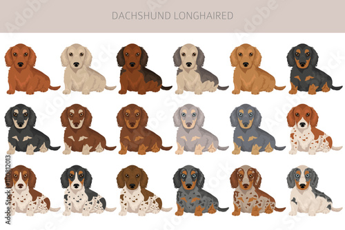 Dachshund long haired dog clipart. Different coat colors set.  Vector illustration