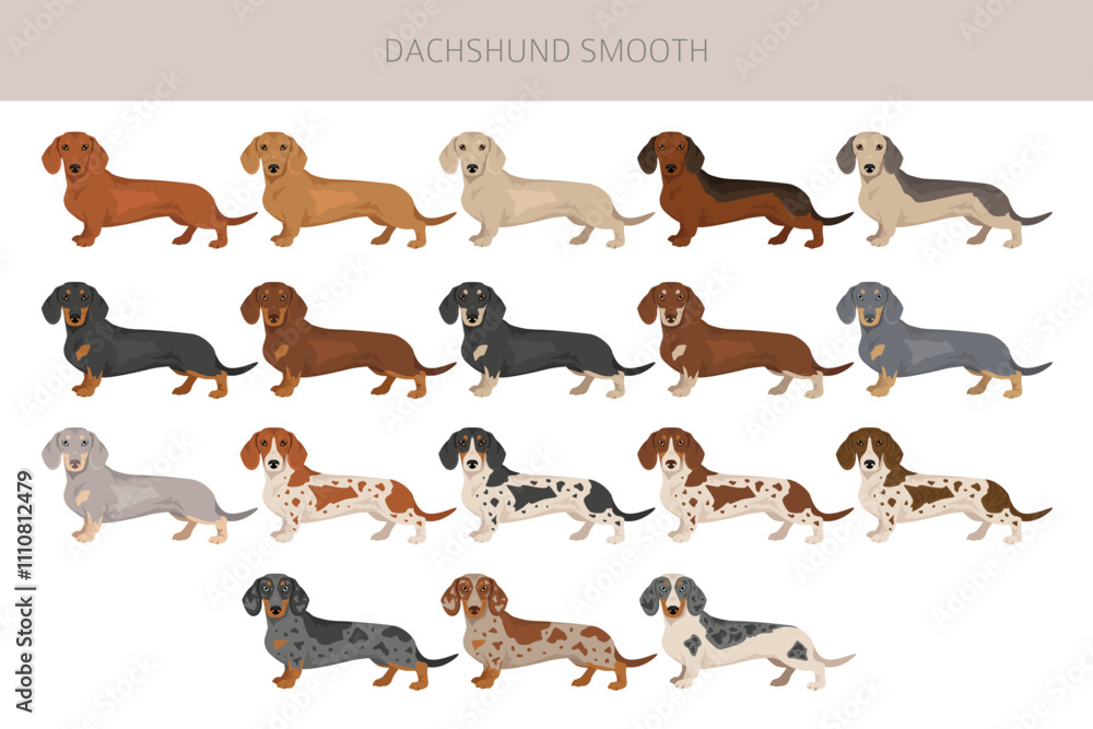 Fototapeta premium Dachshund short haired dog clipart. Different coat colors set. Vector illustration