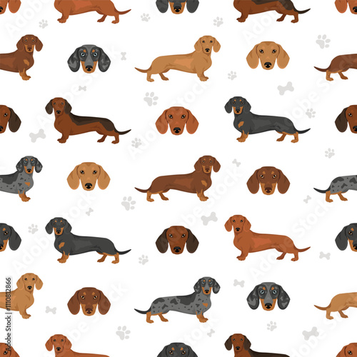 Dachshund short haired dog seamless pattern. Different coat colors set.  Vector illustration