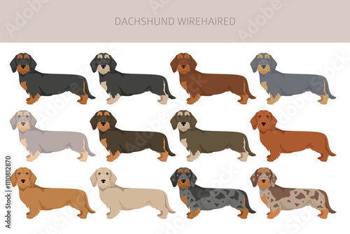 Dachshund wire haired dog clipart. Different coat colors set.  Vector illustration