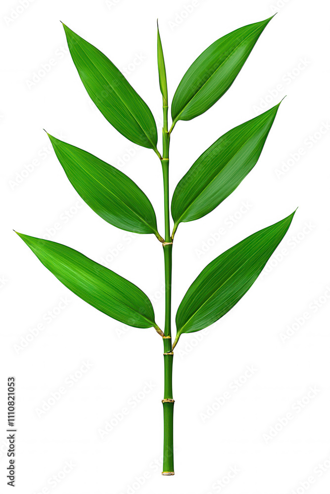 Fototapeta premium Isolated Fresh Green Leaf Against Dark Grey Background Under Studio Lighting